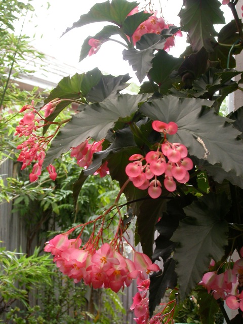 B. ‘Amazon’